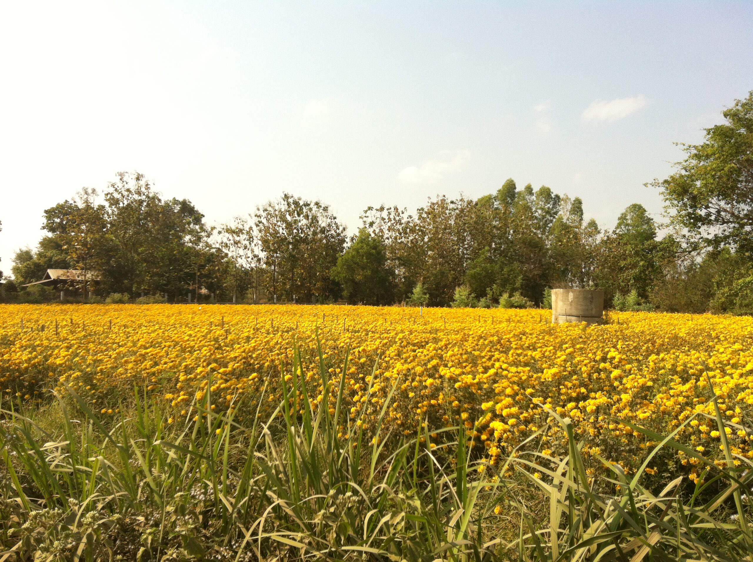 yellow flowers field